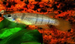 Epiplatys grahami.jpg