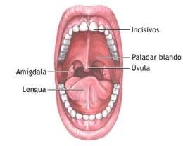 Podemos encontrar aquí: labios, lengua, dientes, úvula, amígdalas.