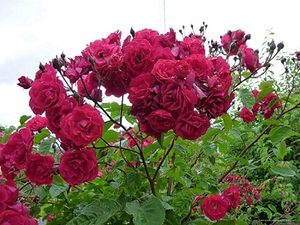Floribunda.jpg
