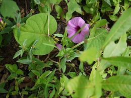Ipomoea argyreia.jpg