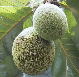 Marang.jpg