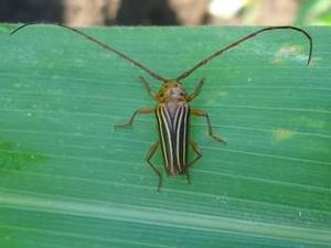 Oaculeatus.jpg