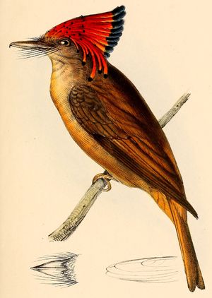 Onychorhynchus coronatus.jpeg