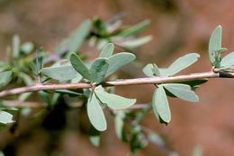 Acacia kochii.jpg