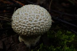 Calviatautriformis.jpg
