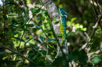 Chipojo azul.jpg