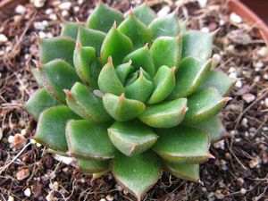Echeveria.jpg