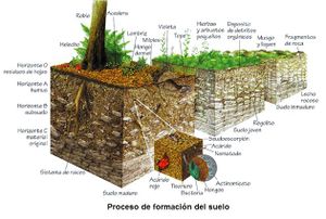 Edafologia suelo.jpg