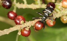 Hormiga con Myrmeconema neotropicum.jpeg