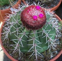 Melocactus1.jpg
