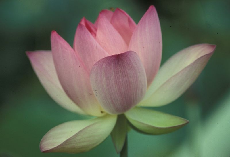 Archivo:Nelumbo nucifera 1.jpg