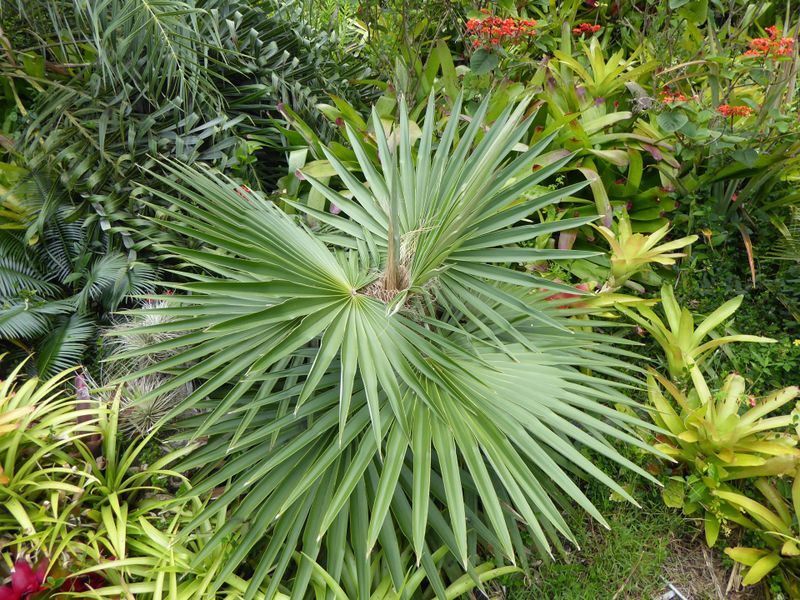 Archivo:Palmita punta.JPG