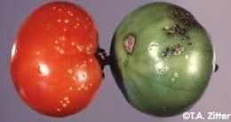Tomate11.jpg