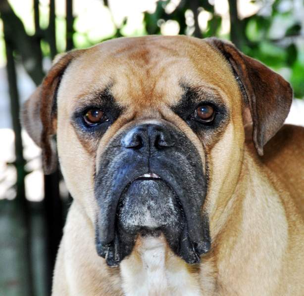 Archivo:Bulldogcampeiro.jpg