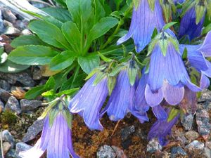 Campanula dasyantha.jpg