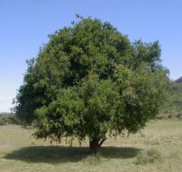 Coronilla23.jpg