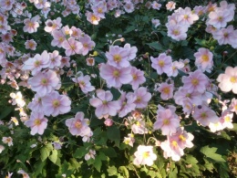 Images anemonas.jpeg