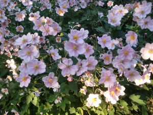 Images anemonas.jpeg