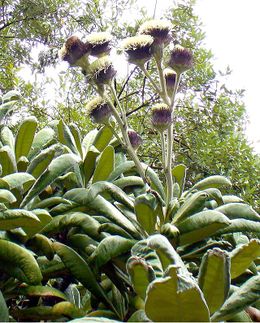 Oldenburgia grandis00.JPG