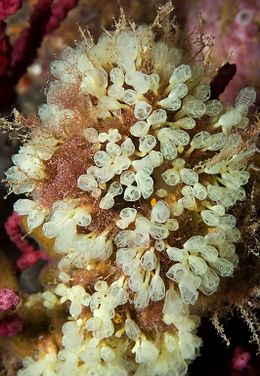 Pycnoclavella communis.jpg