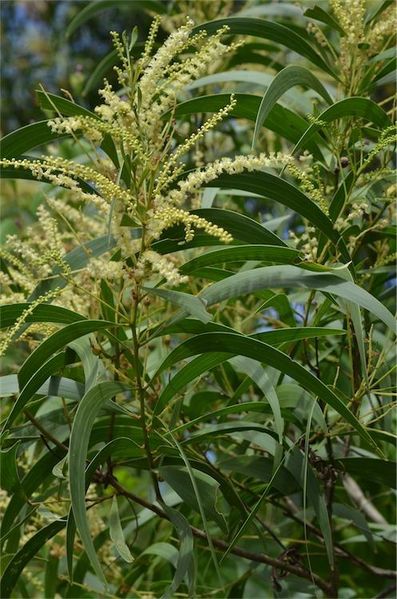 Archivo:Acacia leptocarpa 2.jpg