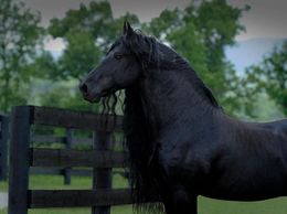 Caballos frison.jpg