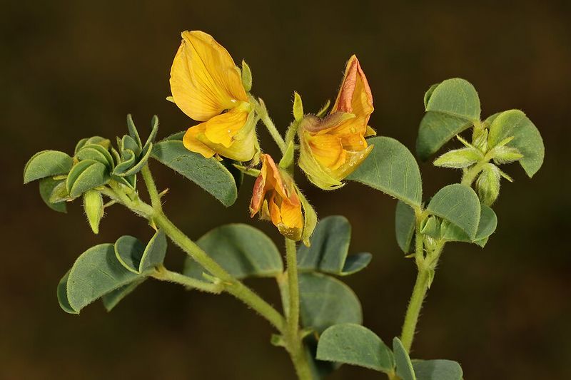 Archivo:Crotalaria lotoides.jpg