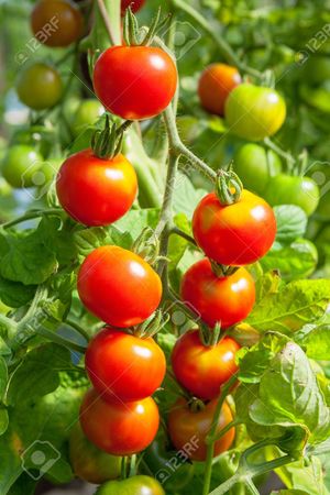 El Tomate.jpg