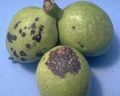 Frutales-roya-peral.jpg