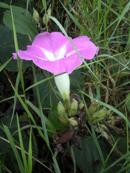 Archivo:Ipomoea mairetii.jpeg