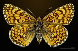 Melitaea deione MHNT CUT 2013 3 29 female Clermont le fort dorsal.jpg