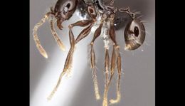 Pheidole drogon.jpeg