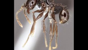 Pheidole drogon.jpeg