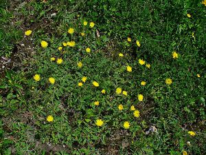 Pilosella officinarum.JPG