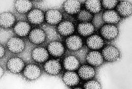 Rotavirus-asd.jpg