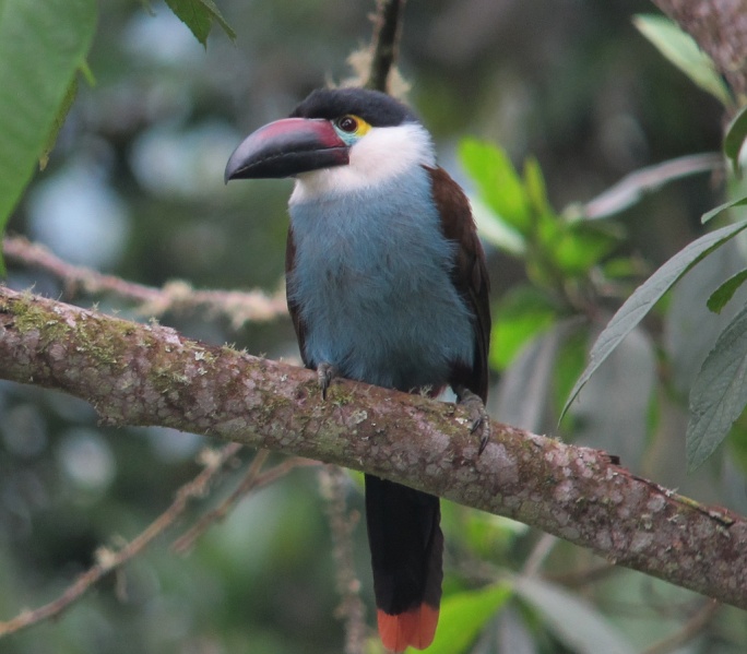 Archivo:Tucan terlaque pechiazul.JPG