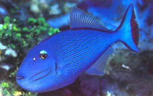 Xanthichthys ringens.jpg