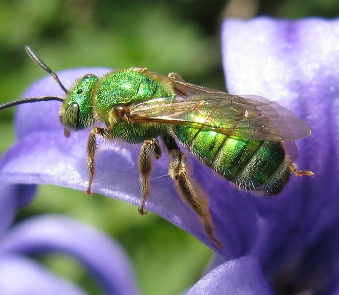 Archivo:Bee on hyacinth 3.jpg