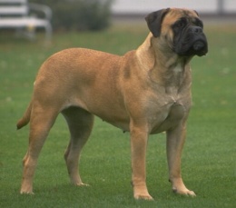Bullmastin.JPG