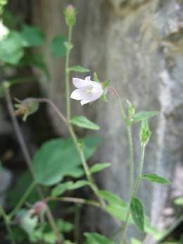 Campanula cana.jpg