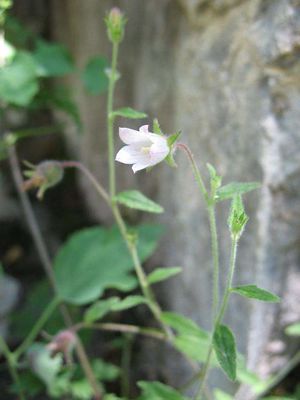 Campanula cana.jpg