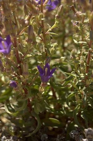 Campanula damboldtiana.jpg