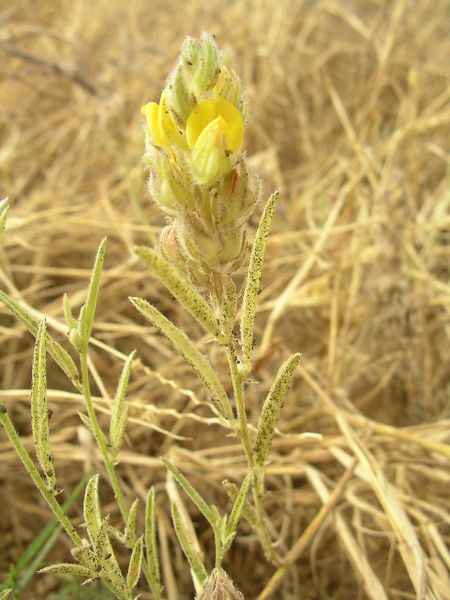 Archivo:Crotalaria ebenoides 1.jpg
