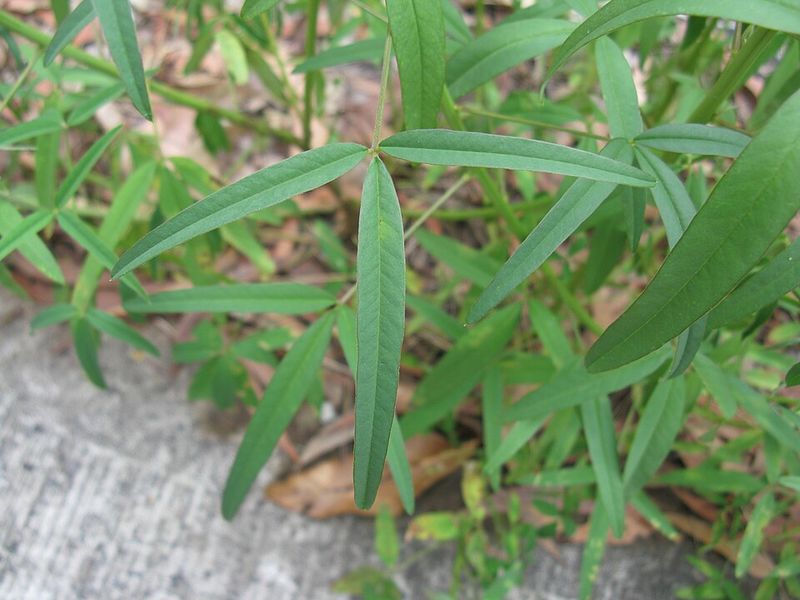 Archivo:Crotalaria lanceolata 1.jpg