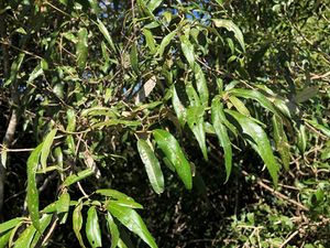 Croton stigmatosus.jpeg