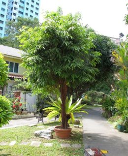 Ficus barteri.jpg