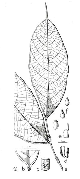 Archivo:Ficus rubromidotis.jpg