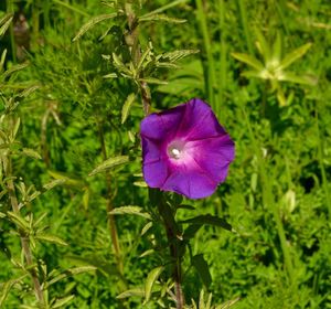 Ipomoea emetica.jpeg