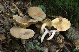 Lactarius pterosporus1.jpg