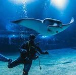 OceanográficoValencia4.jpg